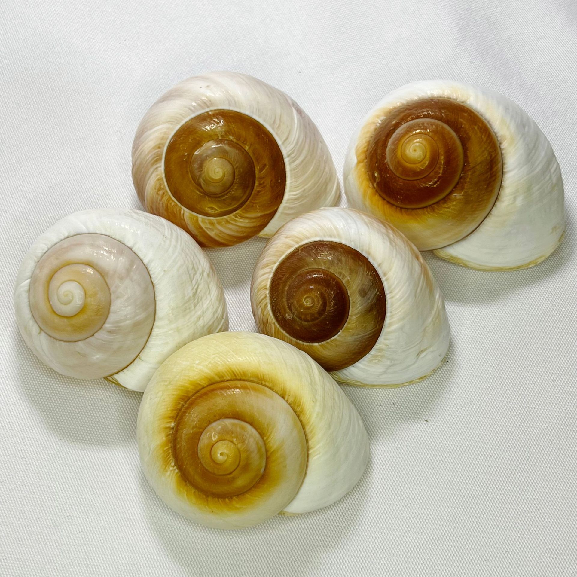 Aquarium Marine - Natural Bulla Shell - Bread Snail,