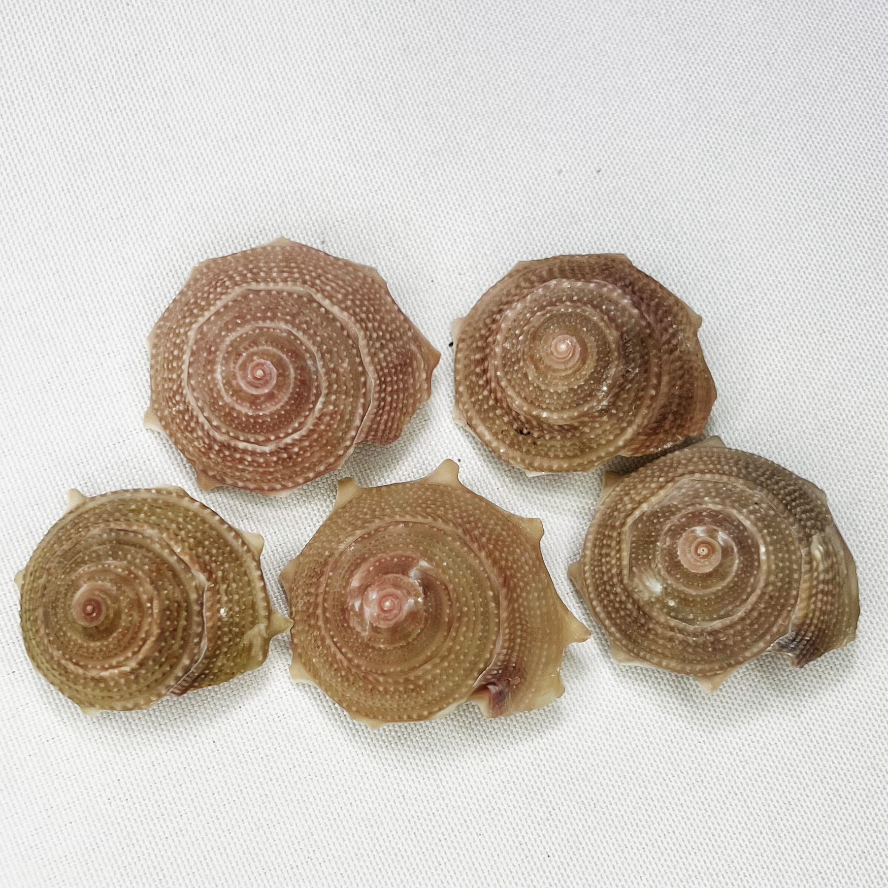 Natural Astraea Shell - Sun Sn - Marine Aquarium Hermit Crab recension och pris