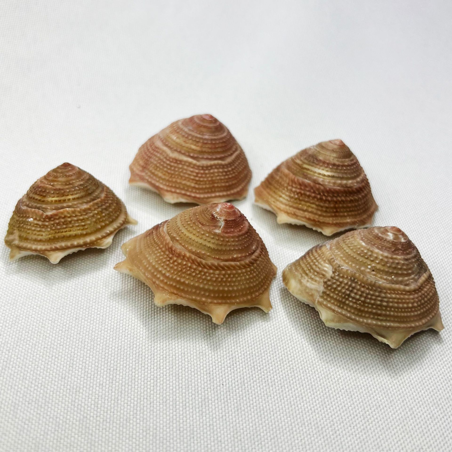 Natural Astraea Shell - Sun Sn - Marine Aquarium Hermit Crab recension och pris