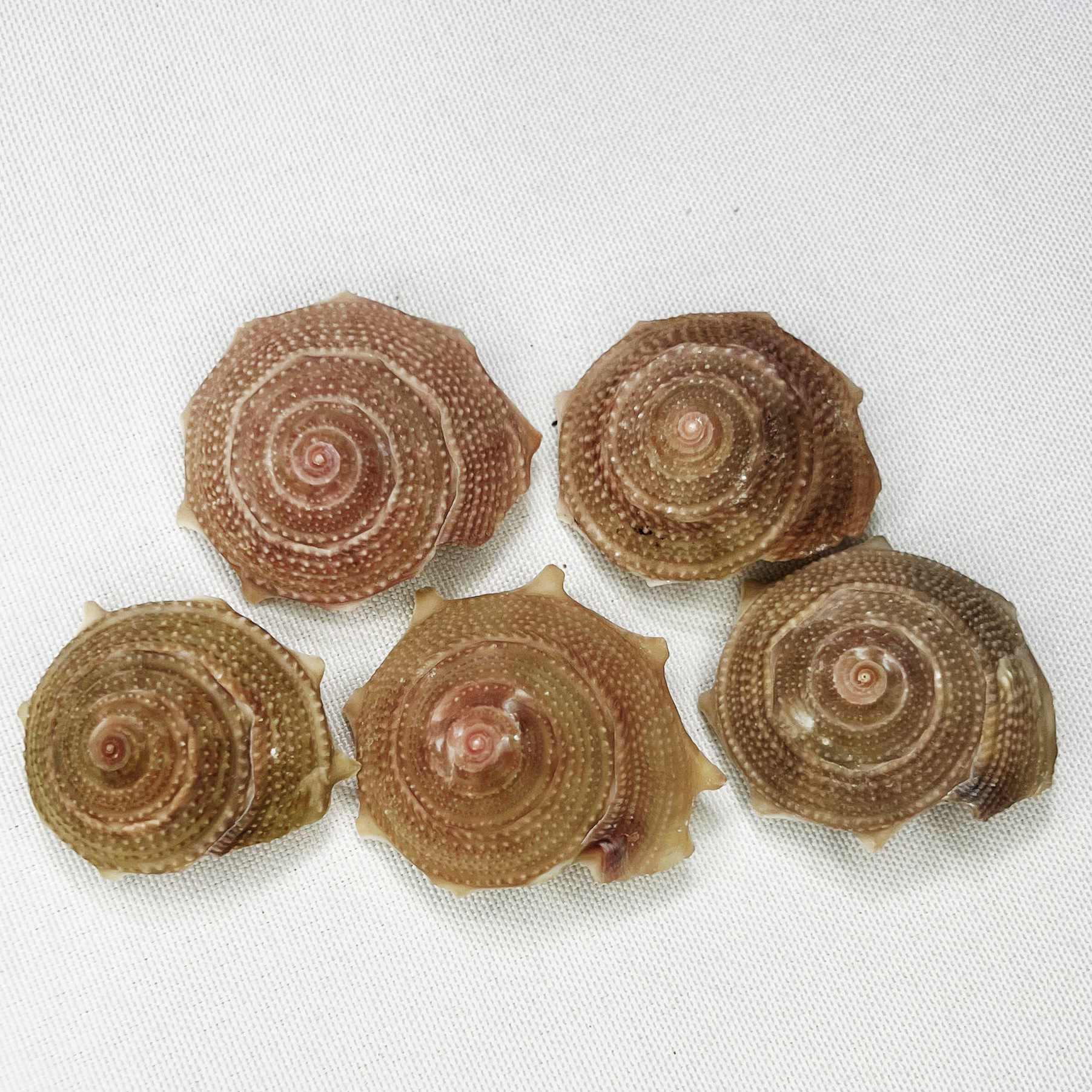 Natural Astraea Shell - Sun Sn - Marine Aquarium Hermit Crab recension och pris