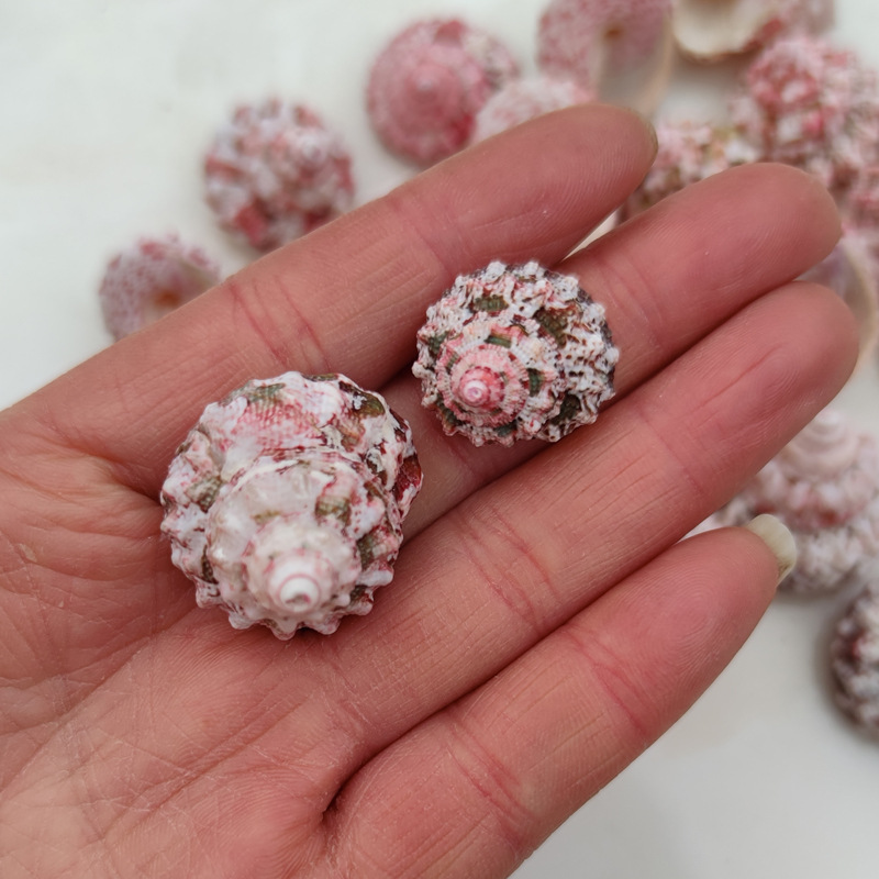 Natural Ferraria Gallina Conch - Marine Aquarium Hermit Crab recension och pris