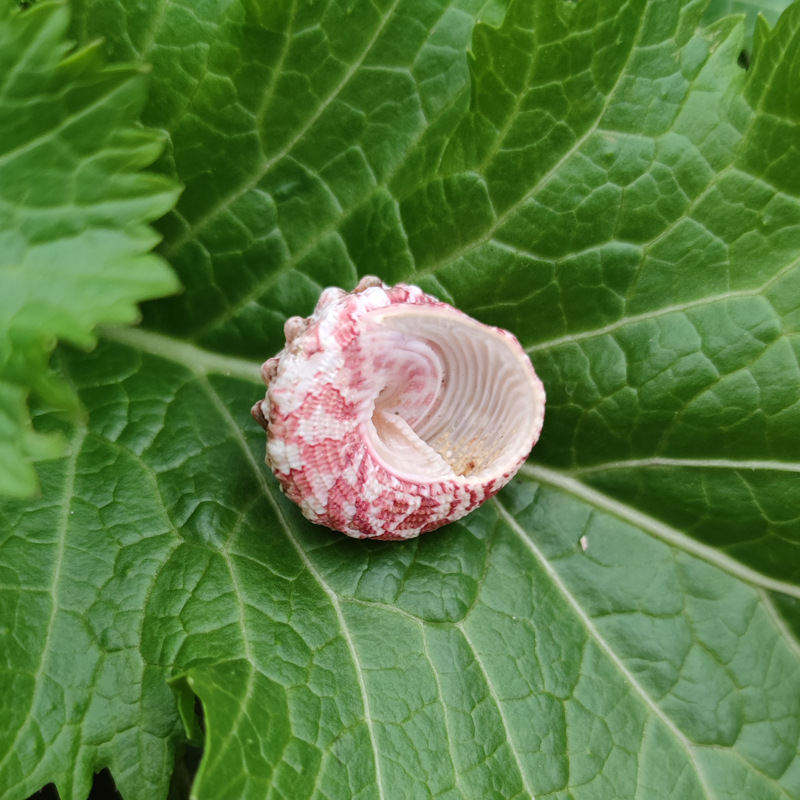 Natural Ferraria Gallina Conch - Marine Aquarium Hermit Crab recension och pris