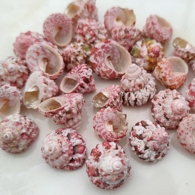 Natural Ferraria Gallina Conch - Marine Aquarium Hermit Crab recension och pris
