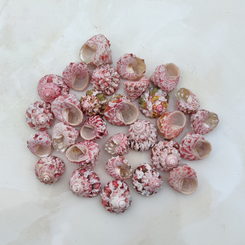Natural Ferraria Gallina Conch - Marine Aquarium Hermit Crab recension och pris