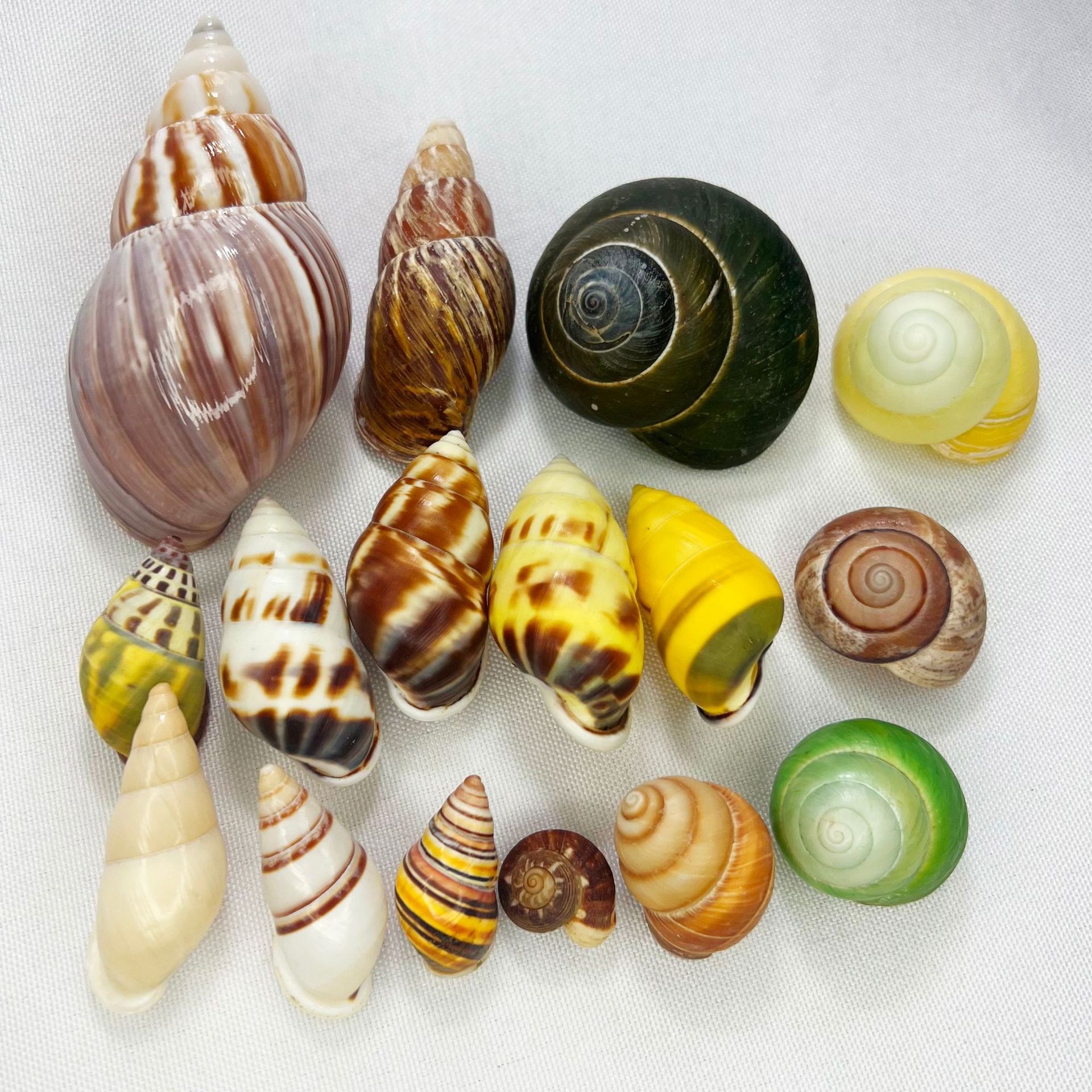 Natural Turbo Shell - Hermit C - Marine Aquarium Hermit Crab recension och pris