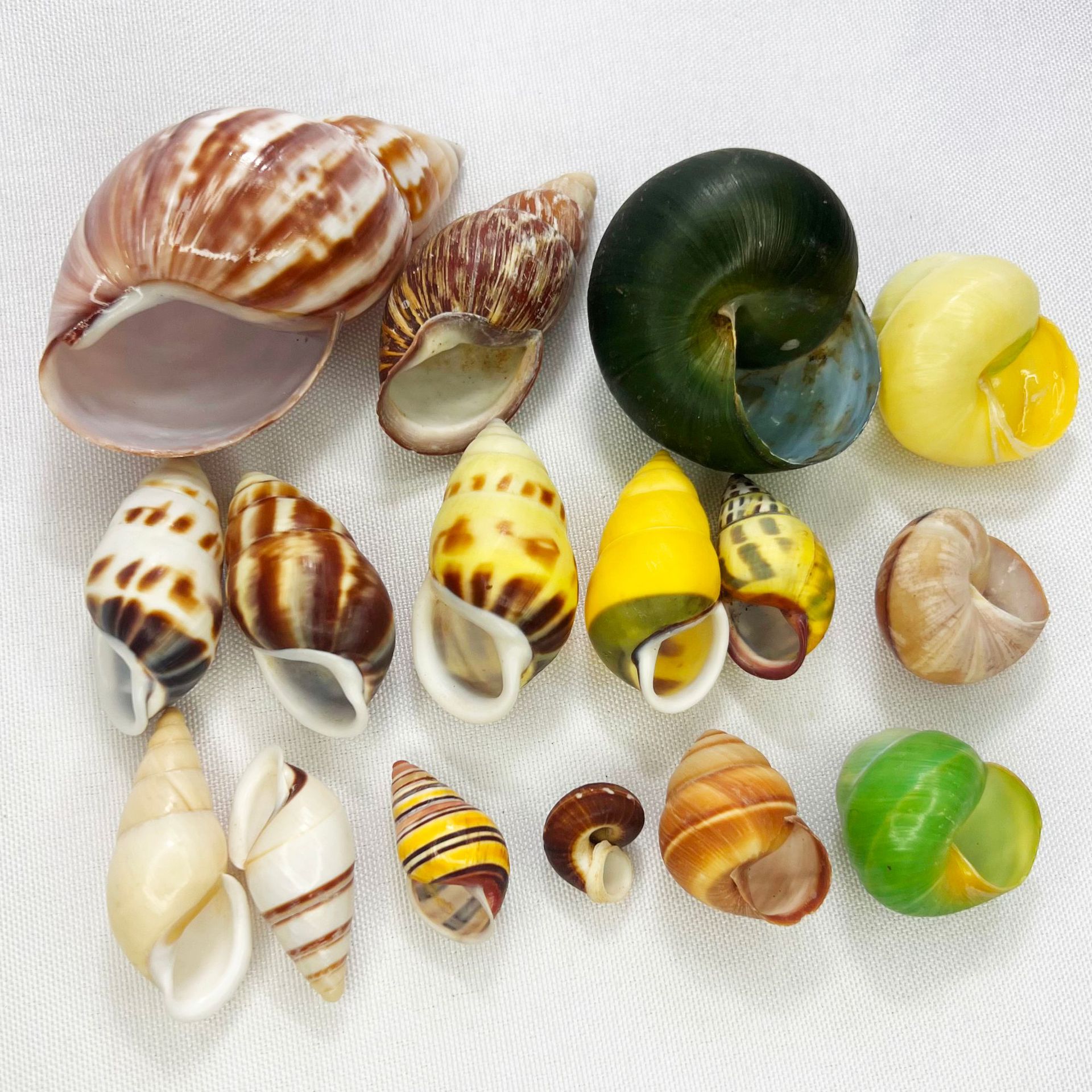 Natural Turbo Shell - Hermit C - Marine Aquarium Hermit Crab recension och pris