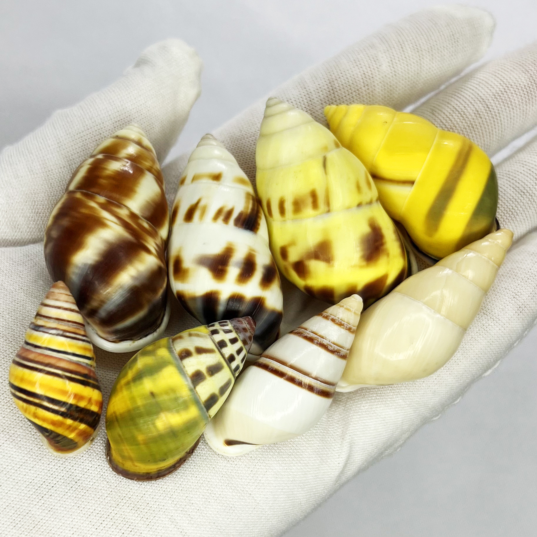 Natural Turbo Shell - Hermit C - Marine Aquarium Hermit Crab recension och pris