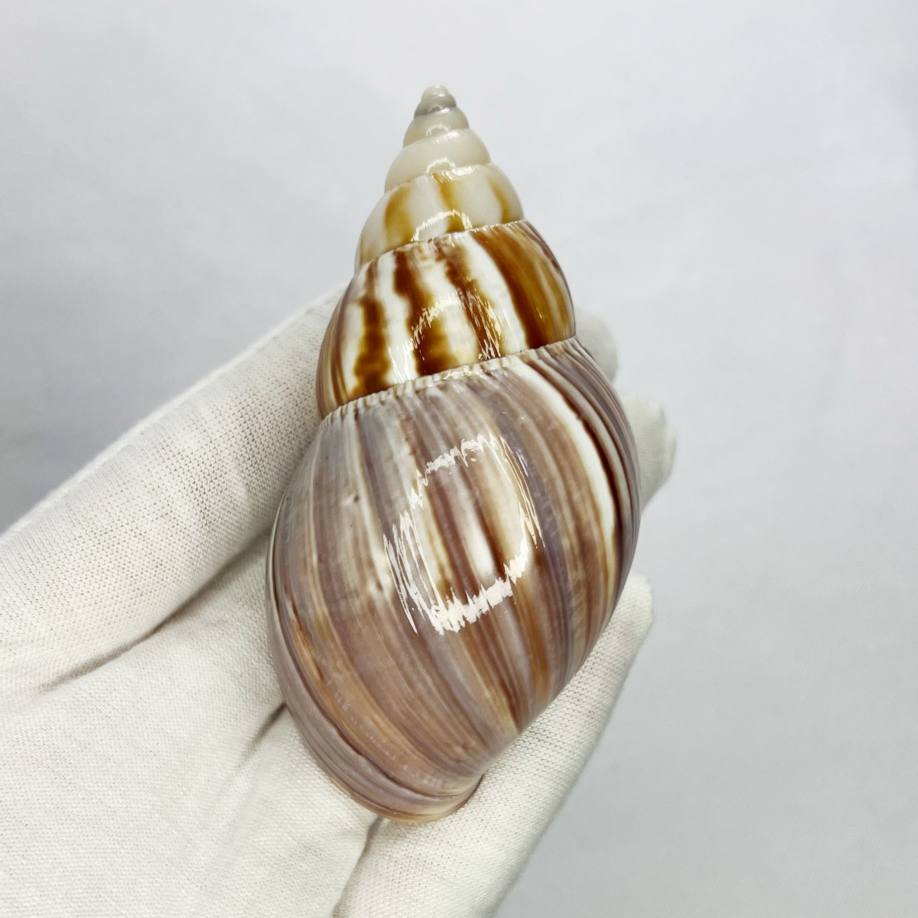 Natural Turbo Shell - Hermit C - Marine Aquarium Hermit Crab recension och pris