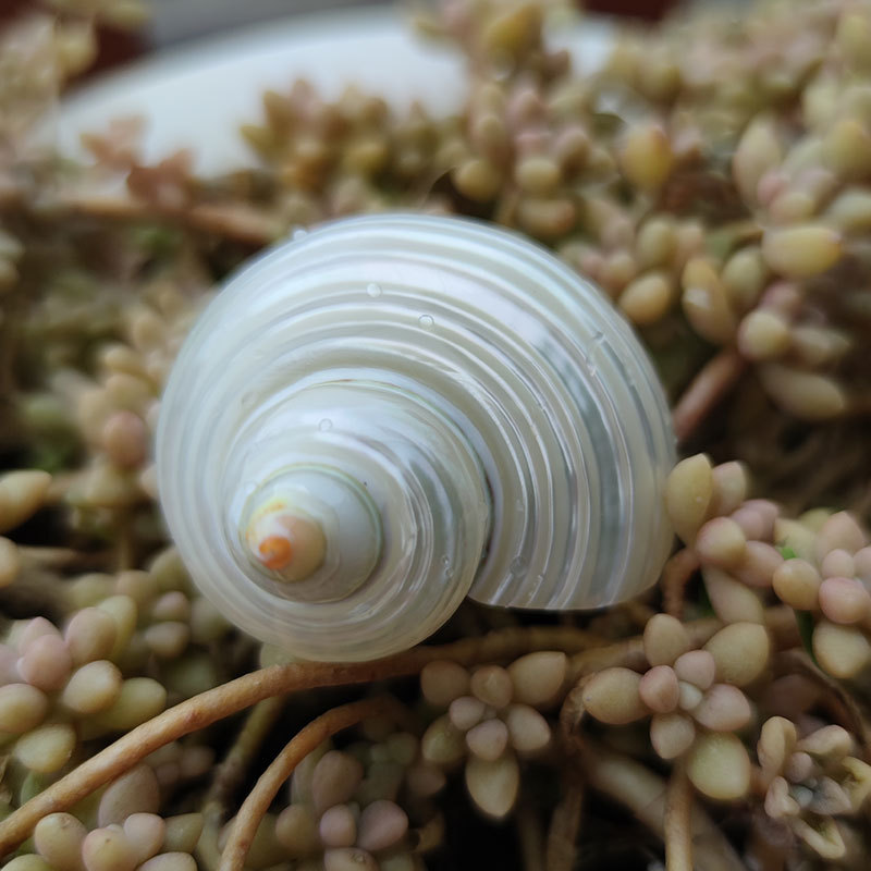 Natural Turbo marmoratus Shell - Marine Aquarium Hermit Crab recension och pris