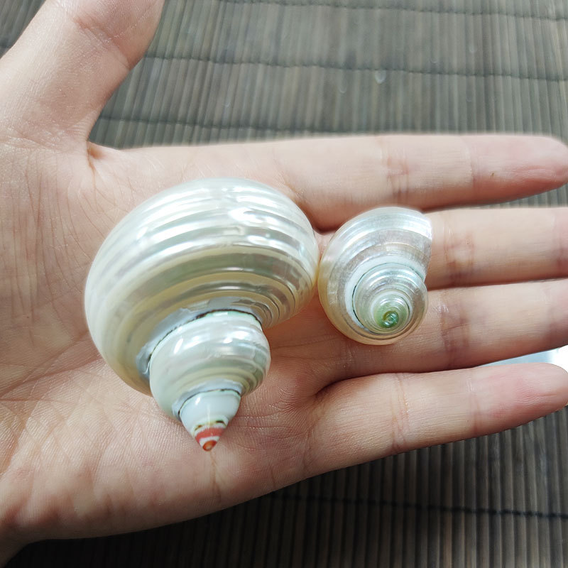 Natural Turbo marmoratus Shell - Marine Aquarium Hermit Crab recension och pris