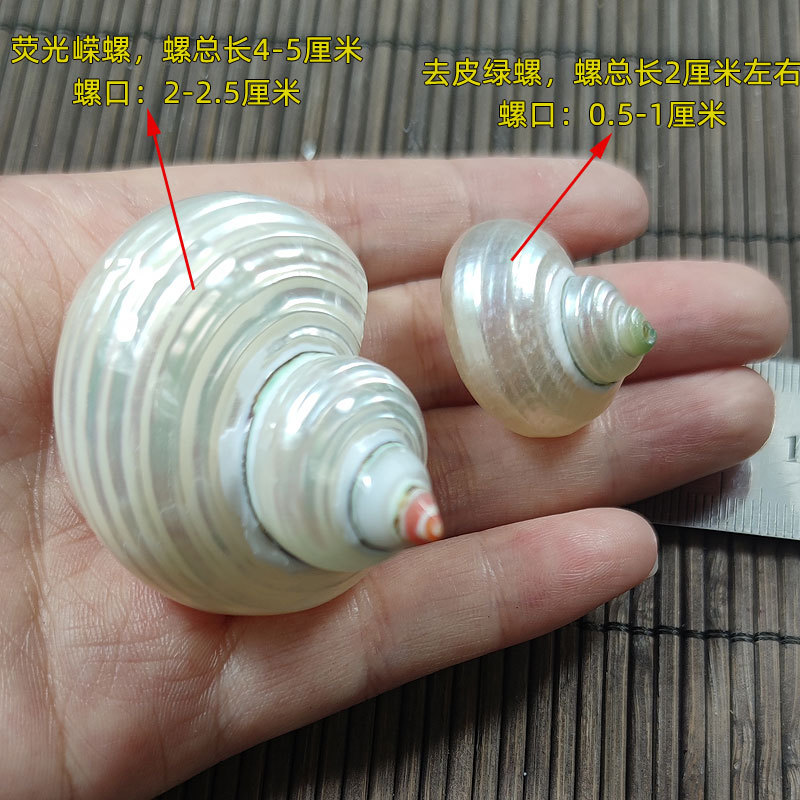 Natural Turbo marmoratus Shell - Marine Aquarium Hermit Crab recension och pris