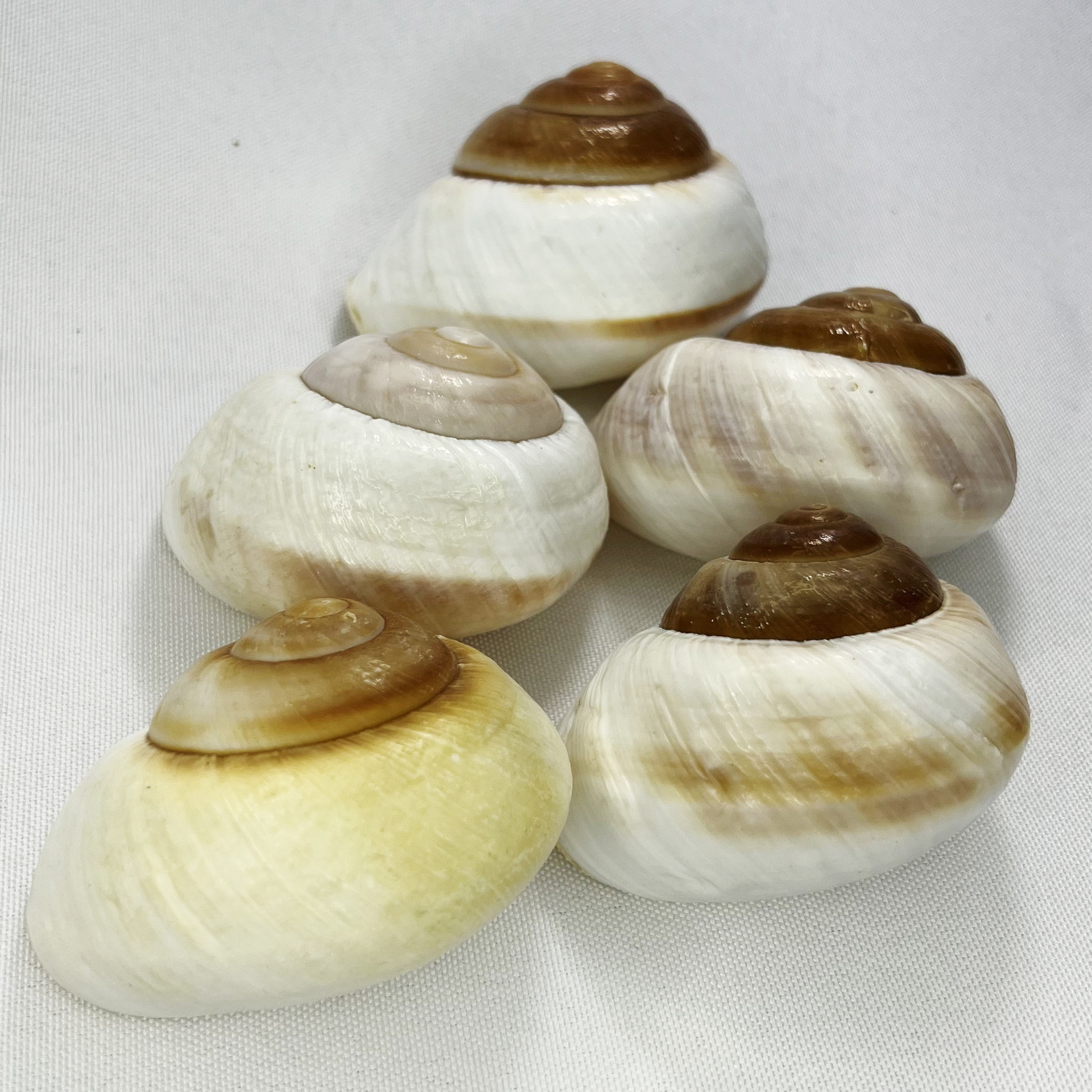 Natural Bulla Shell - Bread Sn - Marine Aquarium Hermit Crab recension och pris