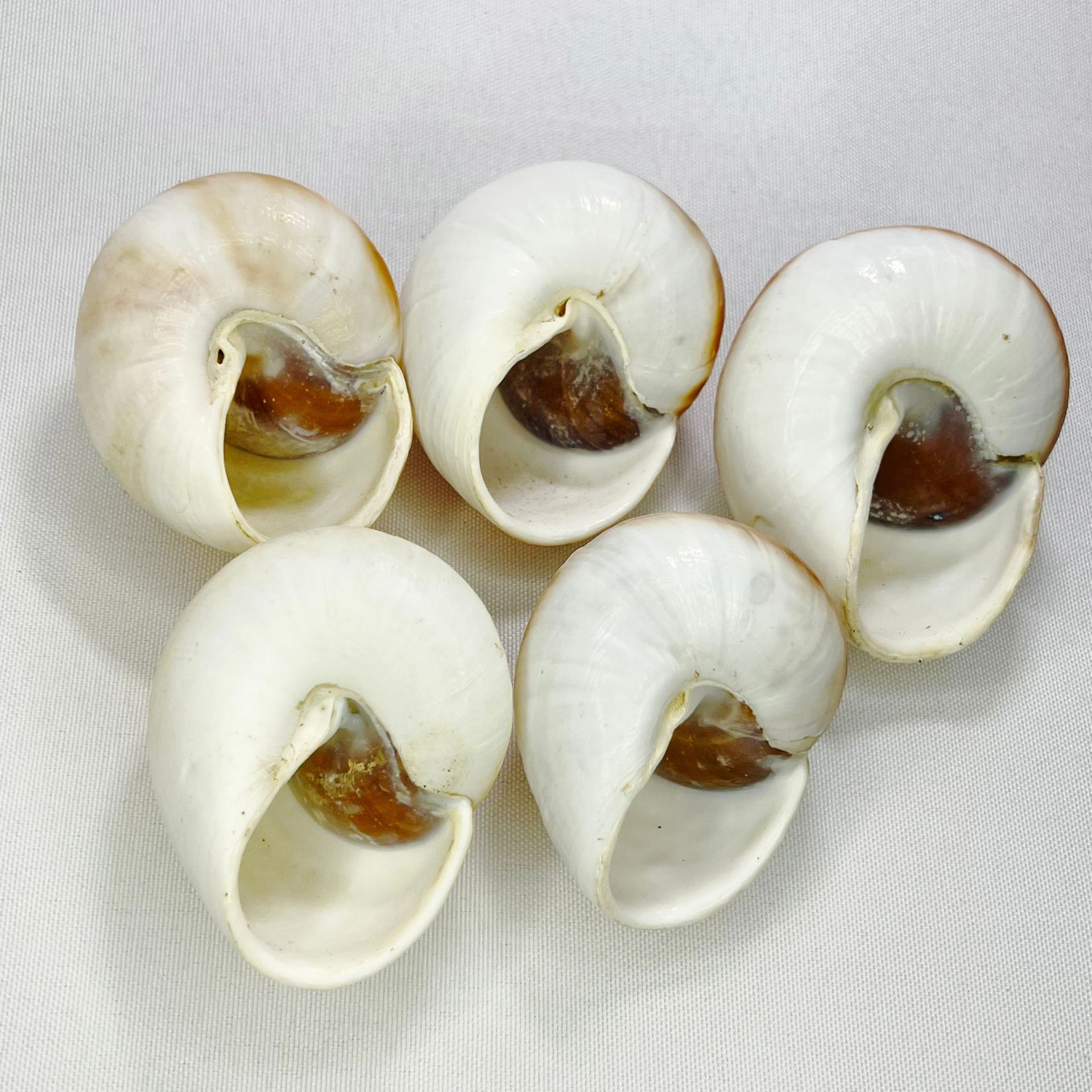Natural Bulla Shell - Bread Sn - Marine Aquarium Hermit Crab recension och pris