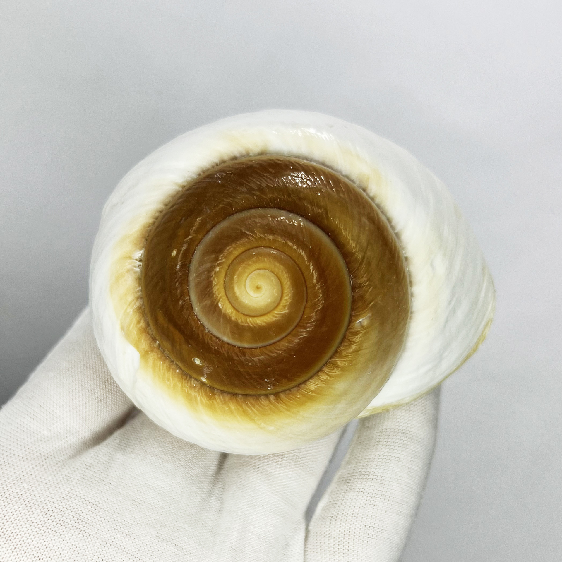 Natural Bulla Shell - Bread Sn - Marine Aquarium Hermit Crab recension och pris