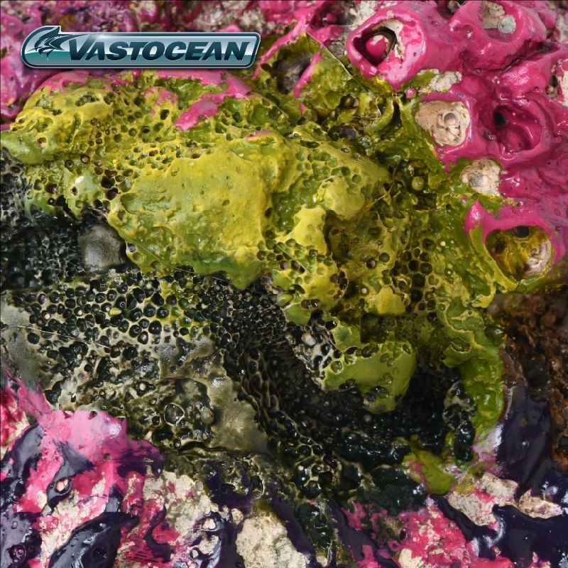 VASTOCEAN Saltwater Aquarium C - Marine Aquarium Hermit Crab recension och pris