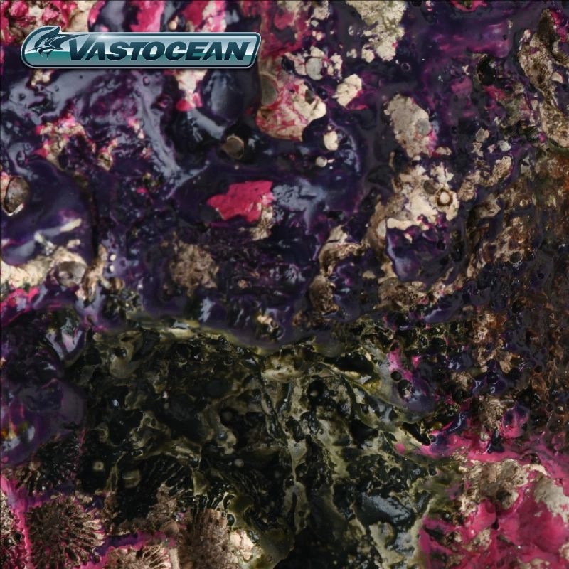 VASTOCEAN Saltwater Aquarium C - Marine Aquarium Hermit Crab recension och pris