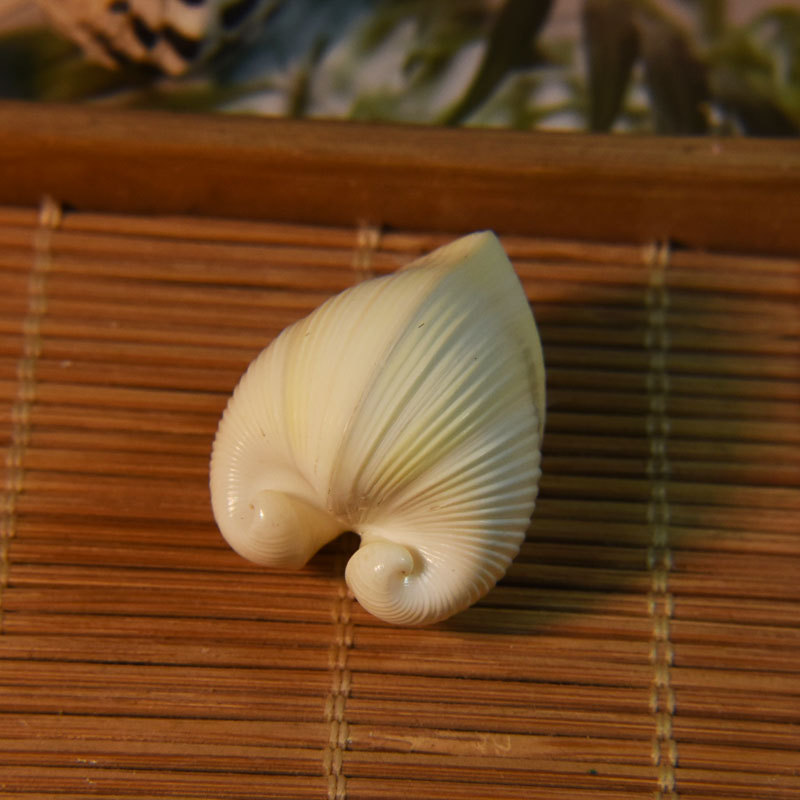 Natural Cardium cardissa Shell - Aquarium Marine recension och pris