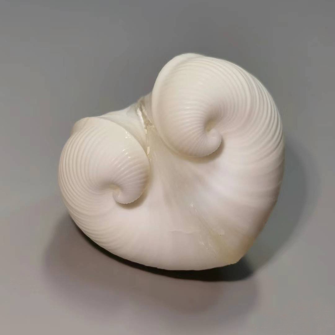 Natural Cardium cardissa Shell - Aquarium Marine recension och pris