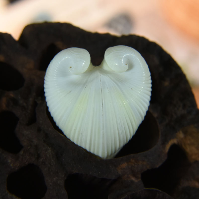 Natural Cardium cardissa Shell - Aquarium Marine recension och pris