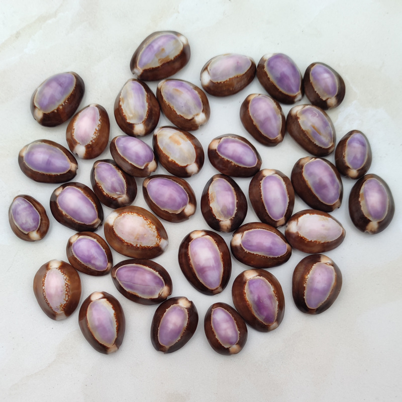 Natural Cypraea carneola Shell - Marine Aquarium Hermit Crab recension och pris