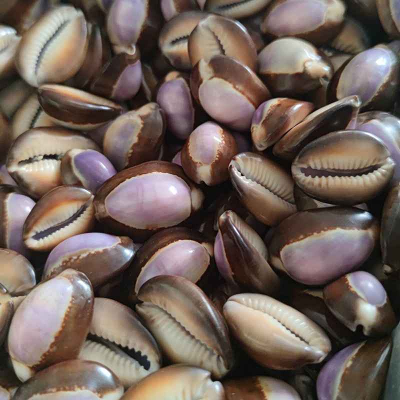 Natural Cypraea carneola Shell - Marine Aquarium Hermit Crab recension och pris