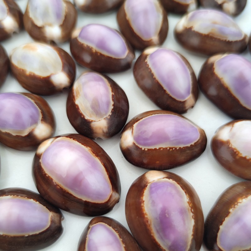 Natural Cypraea carneola Shell - Marine Aquarium Hermit Crab recension och pris